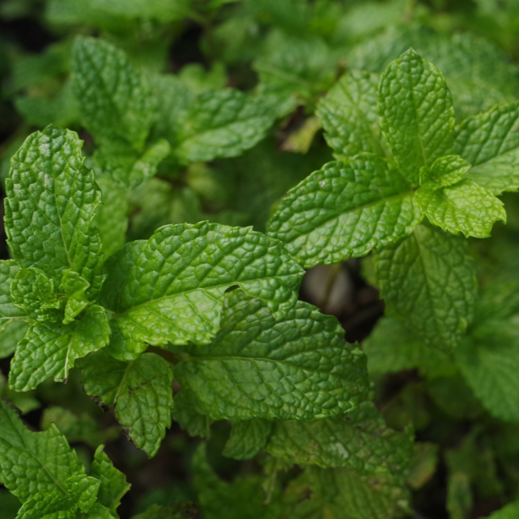 Cucumber and Mint Face Mask